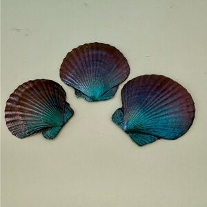 Decorative Shells. Vibrant color shifting Seashell Trio. Decor jewelry trinket